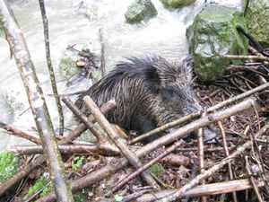 Image 90